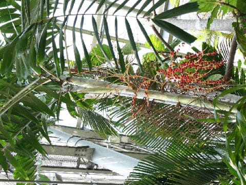 Ptychosperma elegans