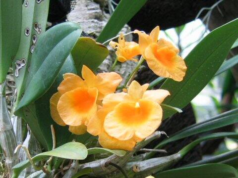 Dendrobium aggregatum