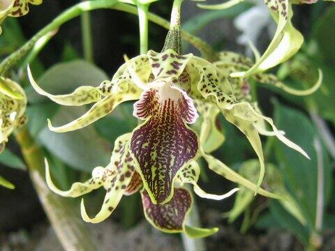 Dendrobium alexandrae