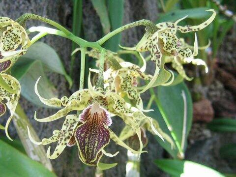 Dendrobium alexandrae