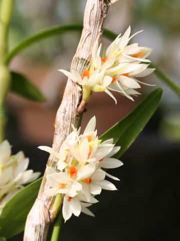 Dendrobium bracteosum