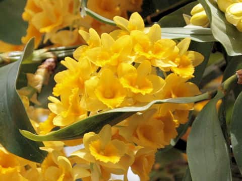 Dendrobium chrysotoxum