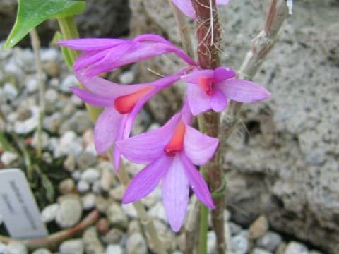 Dendrobium crepidiferum