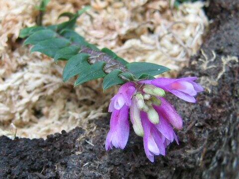 Dendrobium dechaeoides