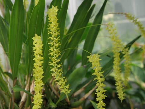 Dendrochilum filiforme