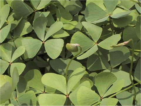Marsilea quadrifolia