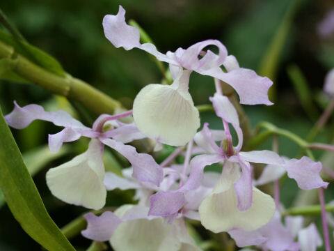 Dendrobium tortile