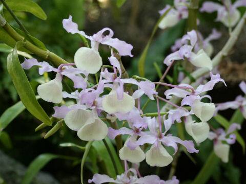 Dendrobium tortile