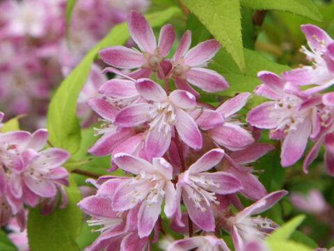 Deutzia x magnifica cv. Tourbillon Rouge