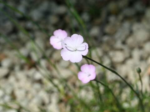 Dianthus haematocalyx