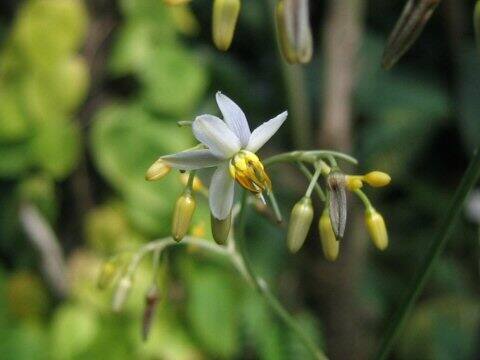 Dianella tasmanica