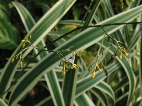 Dianella tasmanica