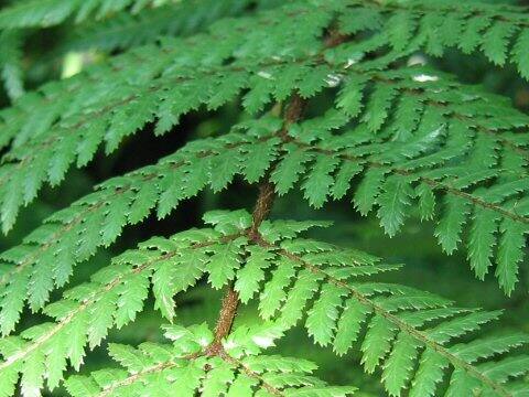 Dicksonia squarosa