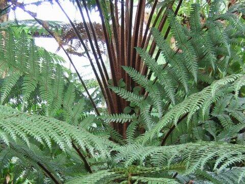 Dicksonia squarosa