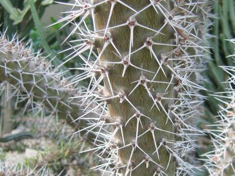 Didierea trollii