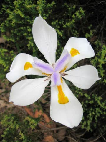 Dietes iridioides