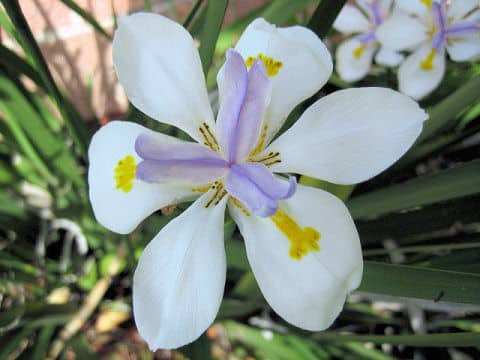 Dietes iridioides