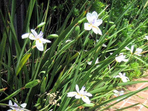 Dietes iridioides
