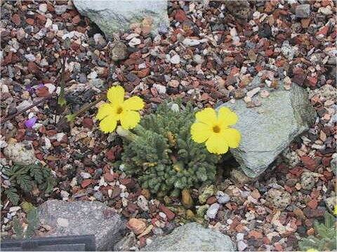 Diocynia aretioides