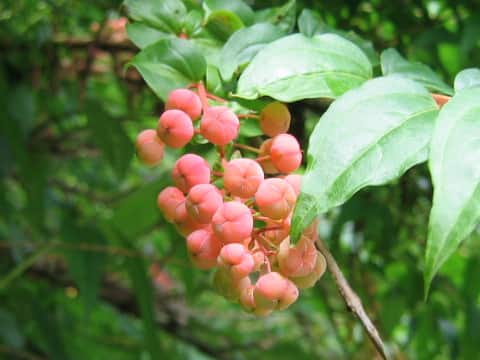 Coriaria japonica