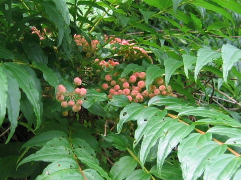 Coriaria japonica