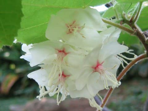 Dombeya burgessiae