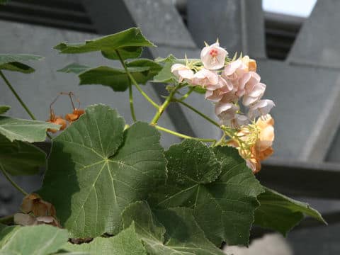 Dombeya burgessiae