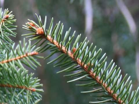Picea abies