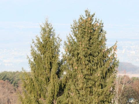Picea abies