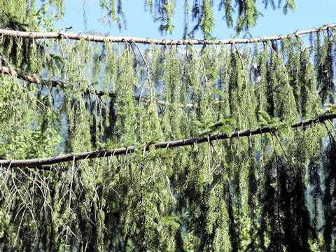 Picea abies
