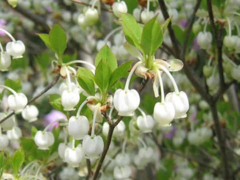 Enkianthus perulatus