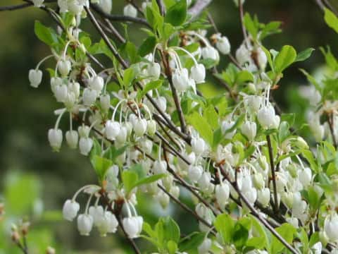 Enkianthus perulatus