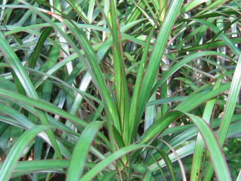 Dracaena concinna