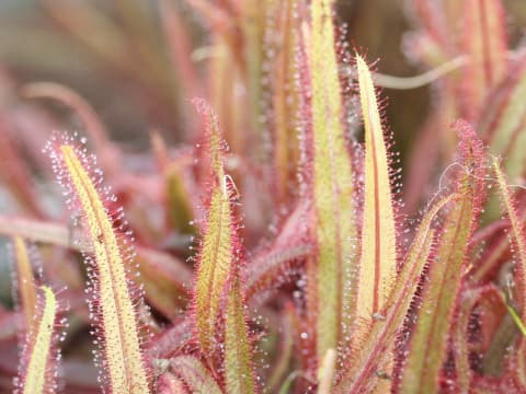 Drosera adelae