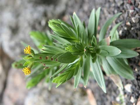 Dubautia menziesii