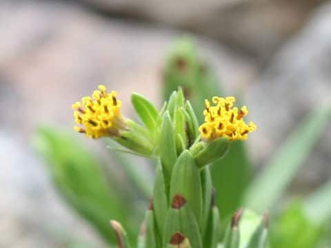 Dubautia menziesii