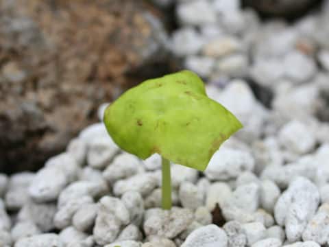 Dysosma difformis