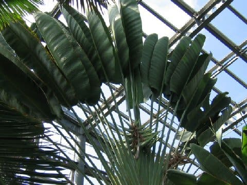 Ravenala madagascariensis