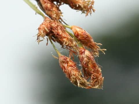 Scirpus tabernaemontani f. pictus
