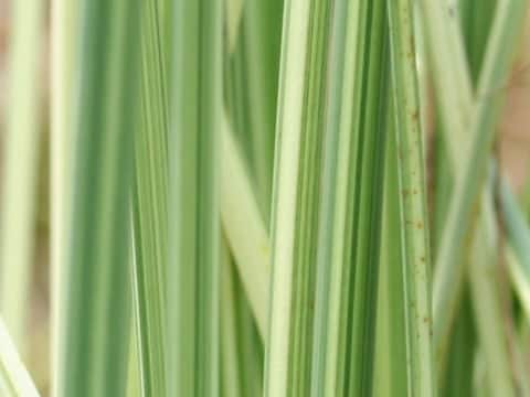 Scirpus tabernaemontani f. pictus