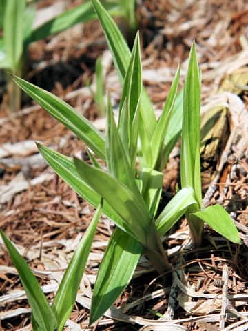 Carex siderosticta