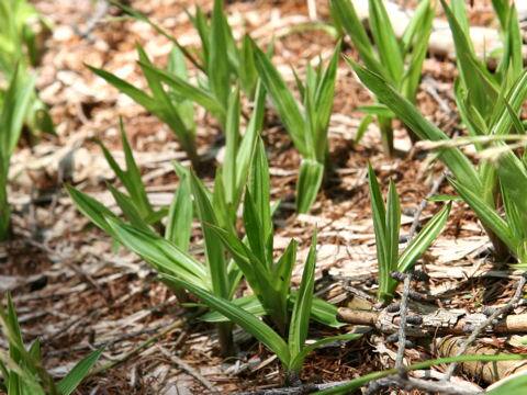Carex siderosticta