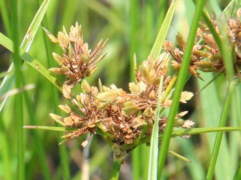 Cyperus difformis