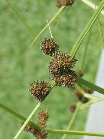 Cyperus difformis