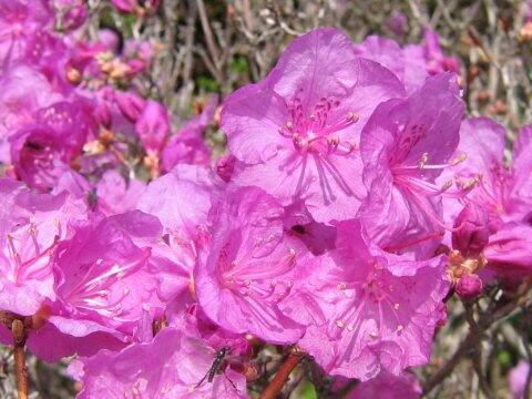 Rhododendron mucronulatum var. taquetii