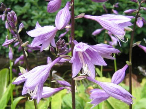 Hosta rectifolia