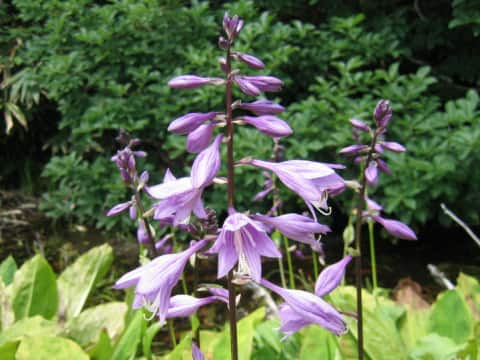 Hosta rectifolia