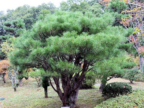 Pinus densiflora f. umbraculifera