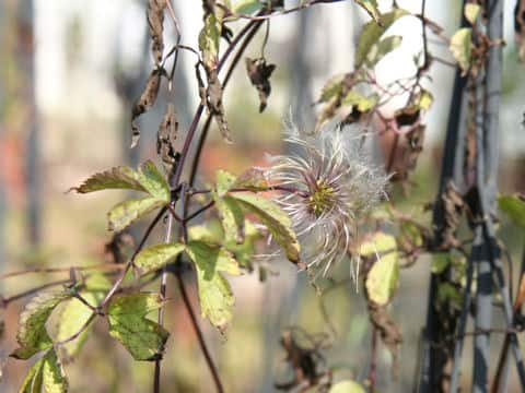 Clematis lasiandra