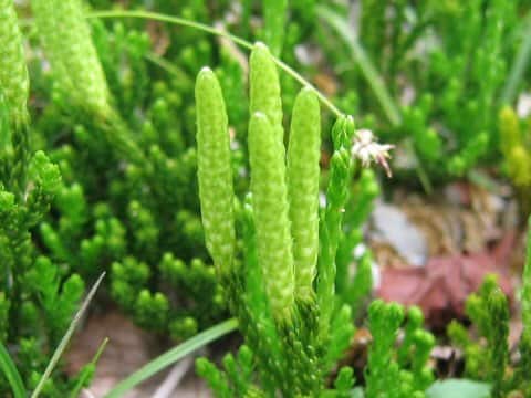 Lycopodium nikoense